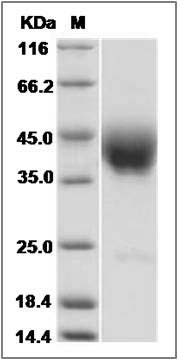 Human SLAMF6 / Ly108 Protein SDS-PAGE