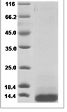 Human TFF3/Trefoil Factor 3 Protein 14118