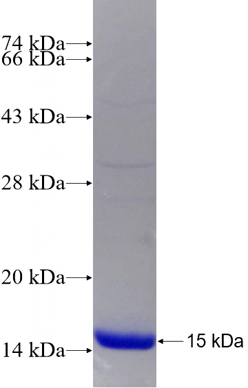 Recombinant Human TRIM7 SDS-PAGE