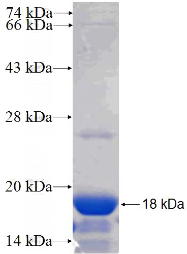 Recombinant Human ZFP30 SDS-PAGE