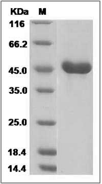 Mouse REG2 / REG-2 Protein (Fc Tag) SDS-PAGE