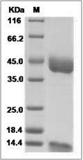 Rhesus CD1B & B2M Heterodimer Protein