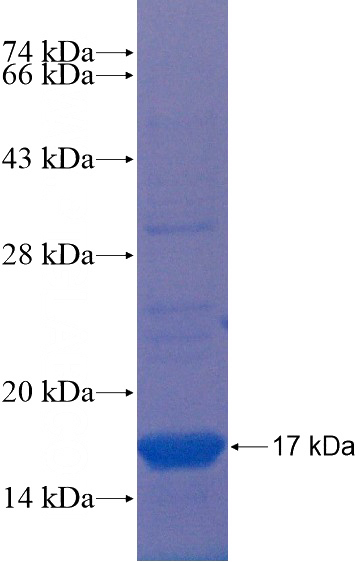 Recombinant Human GPR19 SDS-PAGE