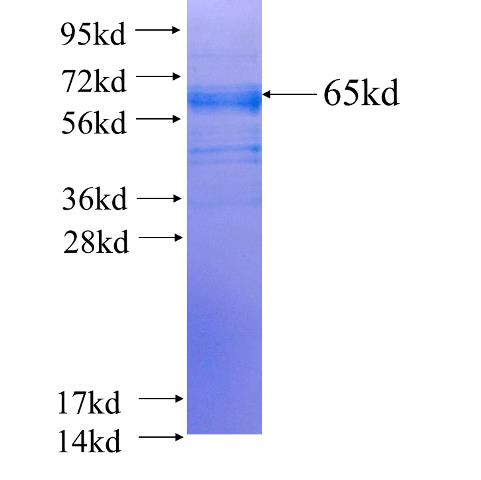 Recombinant human PSRC1(Full length) SDS-PAGE