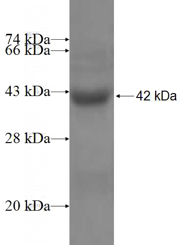 Recombinant Human SEPT11 SDS-PAGE