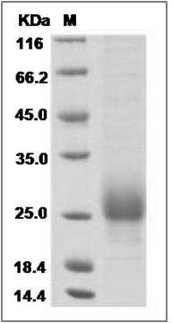 Human FSH alpha / TSH alpha / CGA Protein (His Tag) SDS-PAGE