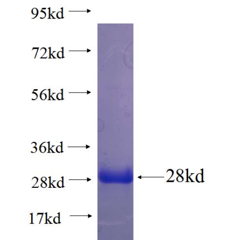 Recombinant human ZFP90 SDS-PAGE