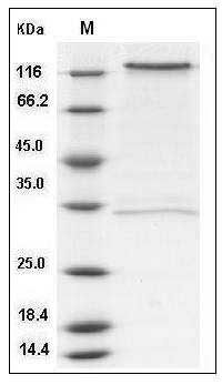 Human CD93 / C1QR1 Protein (Fc Tag) SDS-PAGE