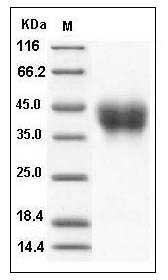 Mouse CD200 Protein (His Tag) SDS-PAGE