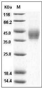 Human B7-DC / PD-L2 / CD273 Protein (His Tag) SDS-PAGE