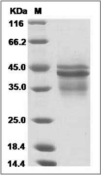 Cynomolgus / Rhesus IL-12 (IL12A & IL12B Heterodimer) Protein SDS-PAGE