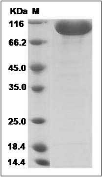 Mouse EphB2 / Hek5 Protein (Fc Tag) SDS-PAGE