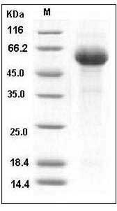 Influenza B (B/Florida/4/2006) Hemagglutinin Protein (HA2 Subunit) (Fc Tag) SDS-PAGE