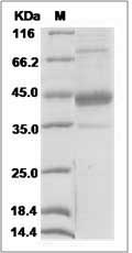 Mouse CD3E & CD3G Heterodimer Protein (Fc Tag)