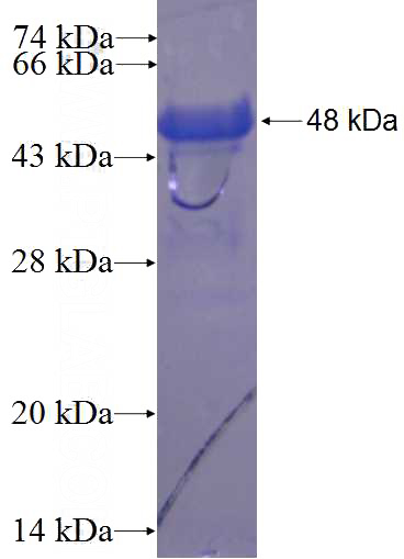 Recombinant Human ZFP90 SDS-PAGE
