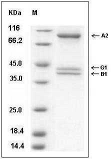 Human AMPK (G1/B1/A2) Heterotrimer Protein SDS-PAGE