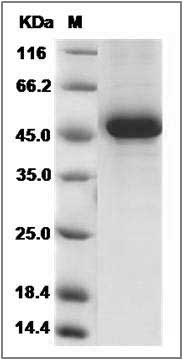 Mouse TNFSF13 Protein (Fc Tag) SDS-PAGE