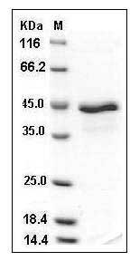 Mouse GDF-8 / Myostatin / MSTN Protein (Fc Tag) SDS-PAGE