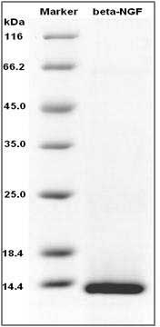 Human ?-NGF / Beta-NGF Protein SDS-PAGE