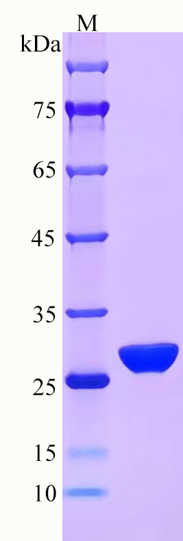 Recombinant Arabidopsis thaliana TGA3 SDS-PAGE