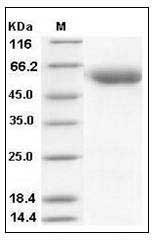Human SerpinA7 / TBG Protein (His Tag) SDS-PAGE