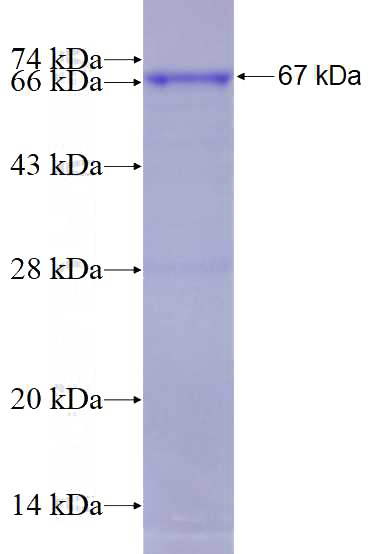 Recombinant Human FER SDS-PAGE