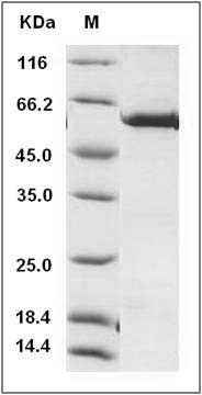 Mouse MERTK / Mer Protein (His & GST Tag) SDS-PAGE