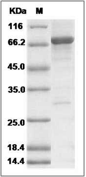 Human FGFR1OP / FOP Protein (His & GST Tag) SDS-PAGE