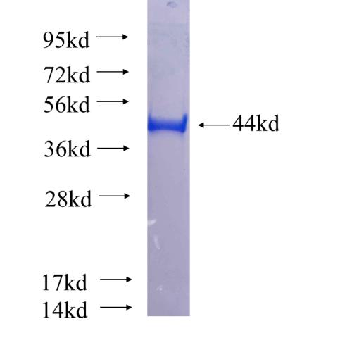 Recombinant human DCP1A SDS-PAGE