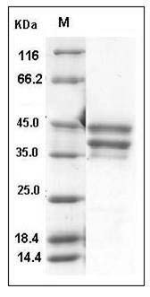 Mouse BAFFR / TNFRSF13C / CD268 Protein (Fc Tag) SDS-PAGE