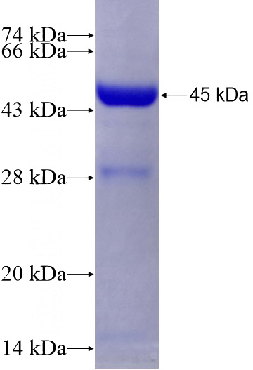 Recombinant Human ENPP3 SDS-PAGE