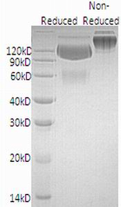 Human PDCD1/PD1 (mFc tag) recombinant protein