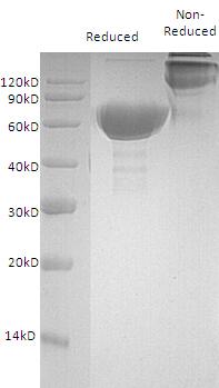 Mouse Tnfrsf4/Ox40/Txgp1 (Fc tag) recombinant protein
