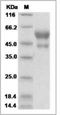 Human MFAP3 Protein (Fc Tag)