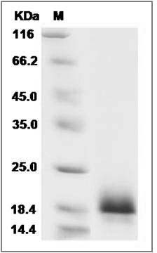 Canine ALK-2 / ACVR1 / ALK2 Protein (His Tag)