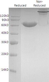 Mouse Tnfrsf4/Ox40/Txgp1 (Fc tag) recombinant protein