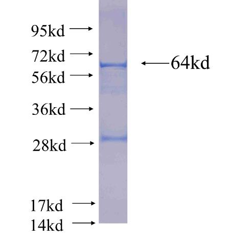 Recombinant human MTHFD2(Full length) SDS-PAGE