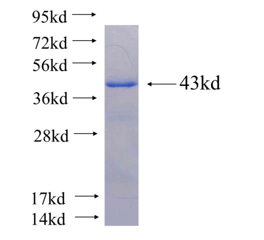 Recombinant human PGRMC1 SDS-PAGE