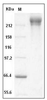 Human Immunodeficiency Virus type 1 (HIV-1) gp140 Protein (Fc Tag) SDS-PAGE