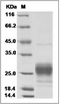 Mouse CCL2 / MCP-1 / MCP1 Protein (His Tag) SDS-PAGE