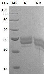 Mouse Flt3lg/Flt3l (His tag) recombinant protein