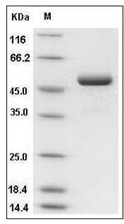 Mouse IFNA14 / Interferon alpha-14 Protein (Fc Tag) SDS-PAGE