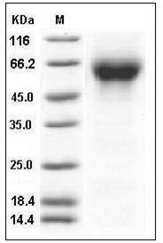 Influenza B (B/Malaysia/2506/2004) Hemagglutinin Protein (HA1 Subunit) (His Tag) SDS-PAGE