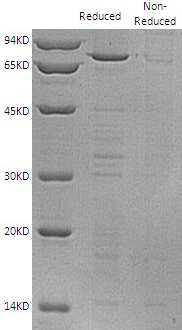 Human DLG4/PSD95 (His tag) recombinant protein