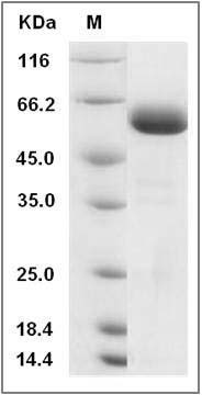 Rat JAM-A / F11R Protein (Fc Tag) SDS-PAGE