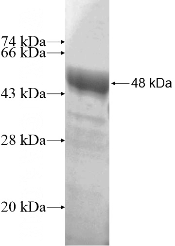 Recombinant Human TRIM29 SDS-PAGE