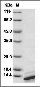 Mouse IL4 / Interleukin-4 Protein SDS-PAGE
