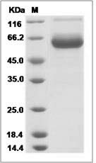 FOLR1 protein SDS-PAGE