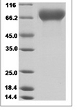 Rat SerpinF2 Protein 14497