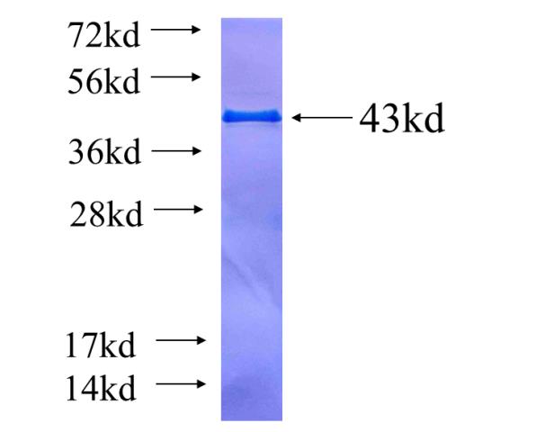Recombinant human FAM98B SDS-PAGE